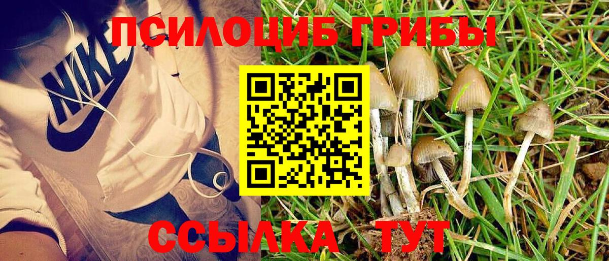 Псилоцибиновые грибы мицелий  Вход с VPN  Осинники 